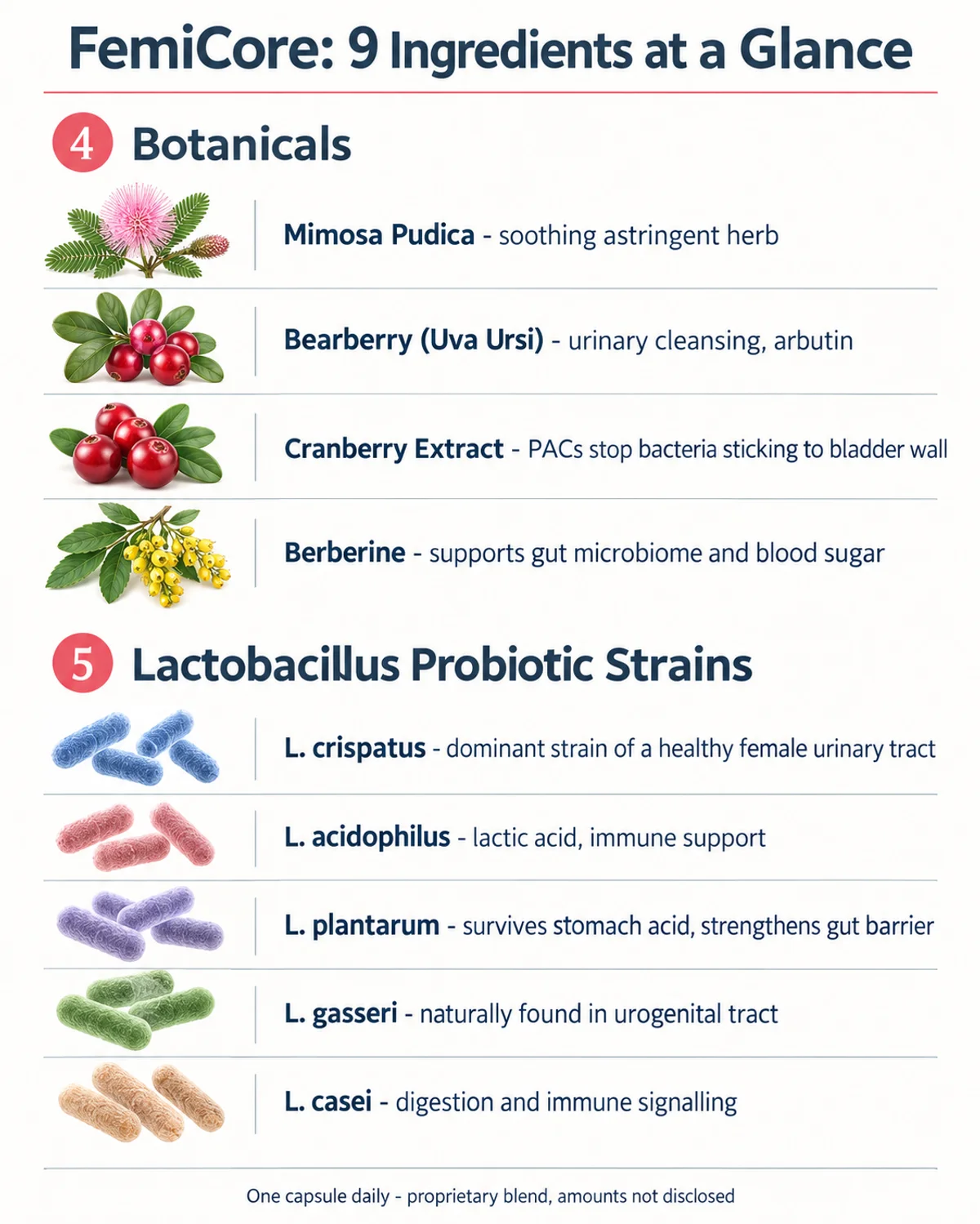 Infographic: the 9 FemiCore ingredients, 4 botanicals and 5 Lactobacillus probiotic strains, and what each one supports
